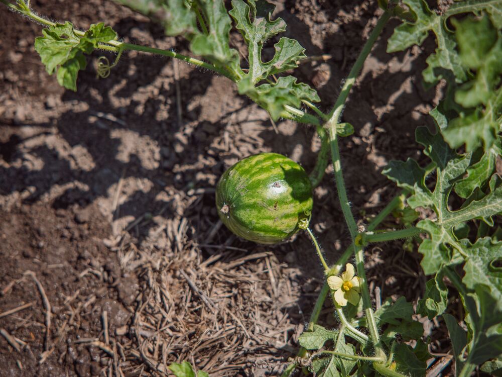Melone