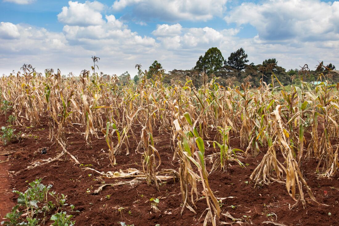 Vertrocknetes Maisfeld in Sambia, Dürre sichtbar